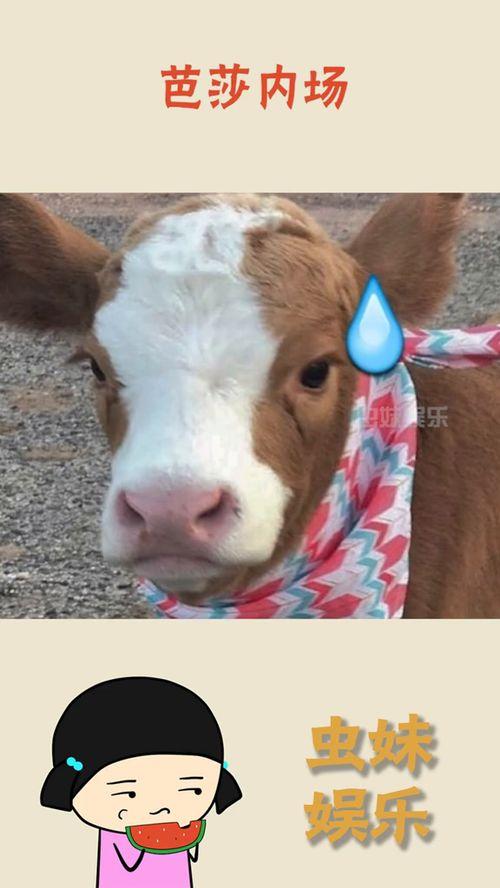 娱乐吃瓜酱素材图片高清,娱乐吃瓜酱素材图片背后的故事